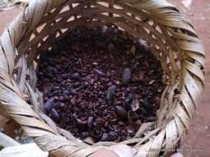 coffee and chocolate tours costa rica